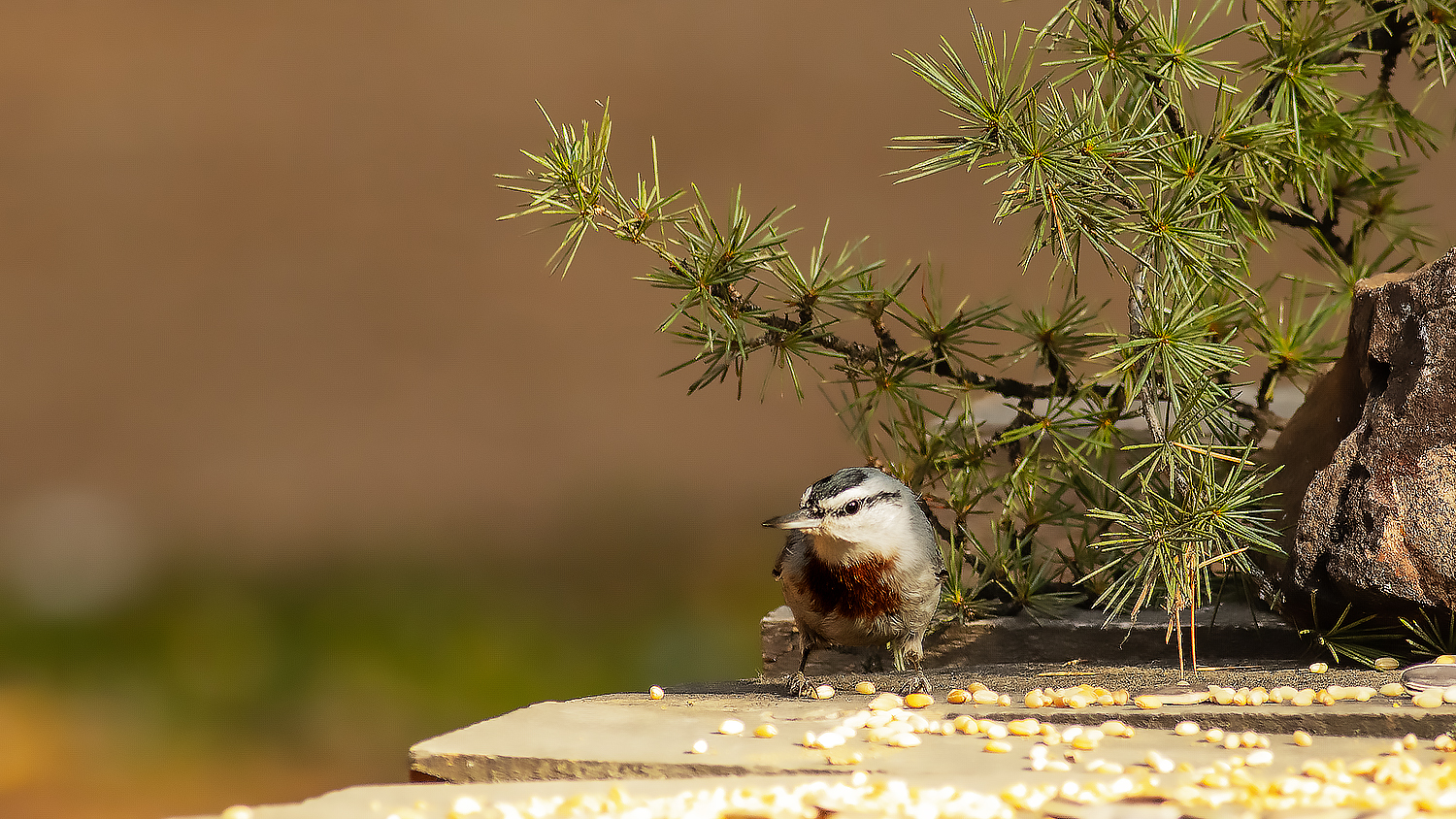 Krüper's Nuthatch